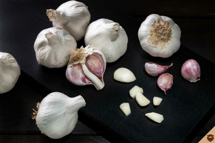 Garlic clove beard sprout