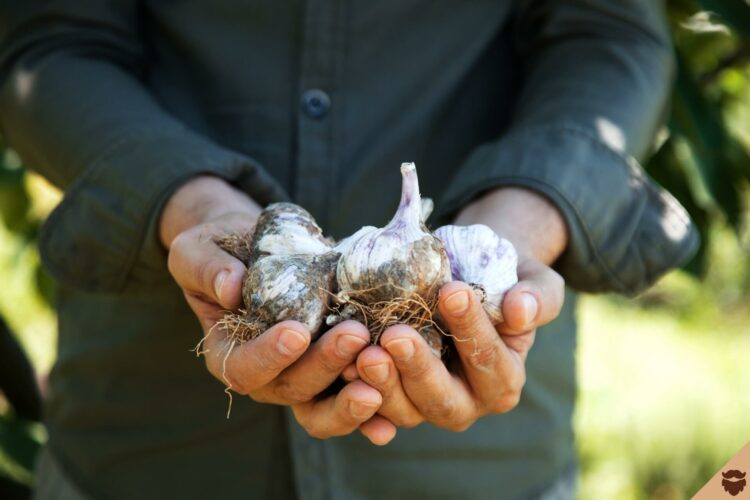 Homme tient une gousse d'ail dans ses mains