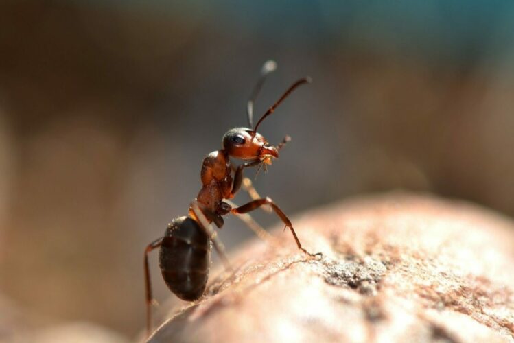 Ant beard oil anti regrowth