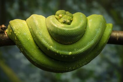 Revisión de la barba de cobra de aceite de serpiente